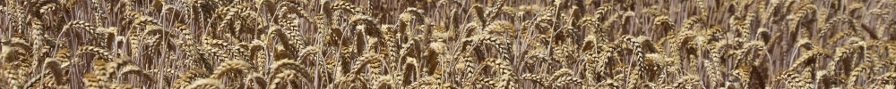 Graanveld-01.jpg